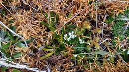 Imagem de Valeriana bracteata Benth.