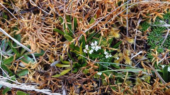 Image of Valeriana bracteata Benth.