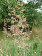 Imagem de Calamagrostis epigejos (L.) Roth