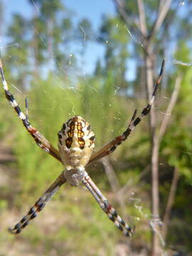 Image of Florida Argiope