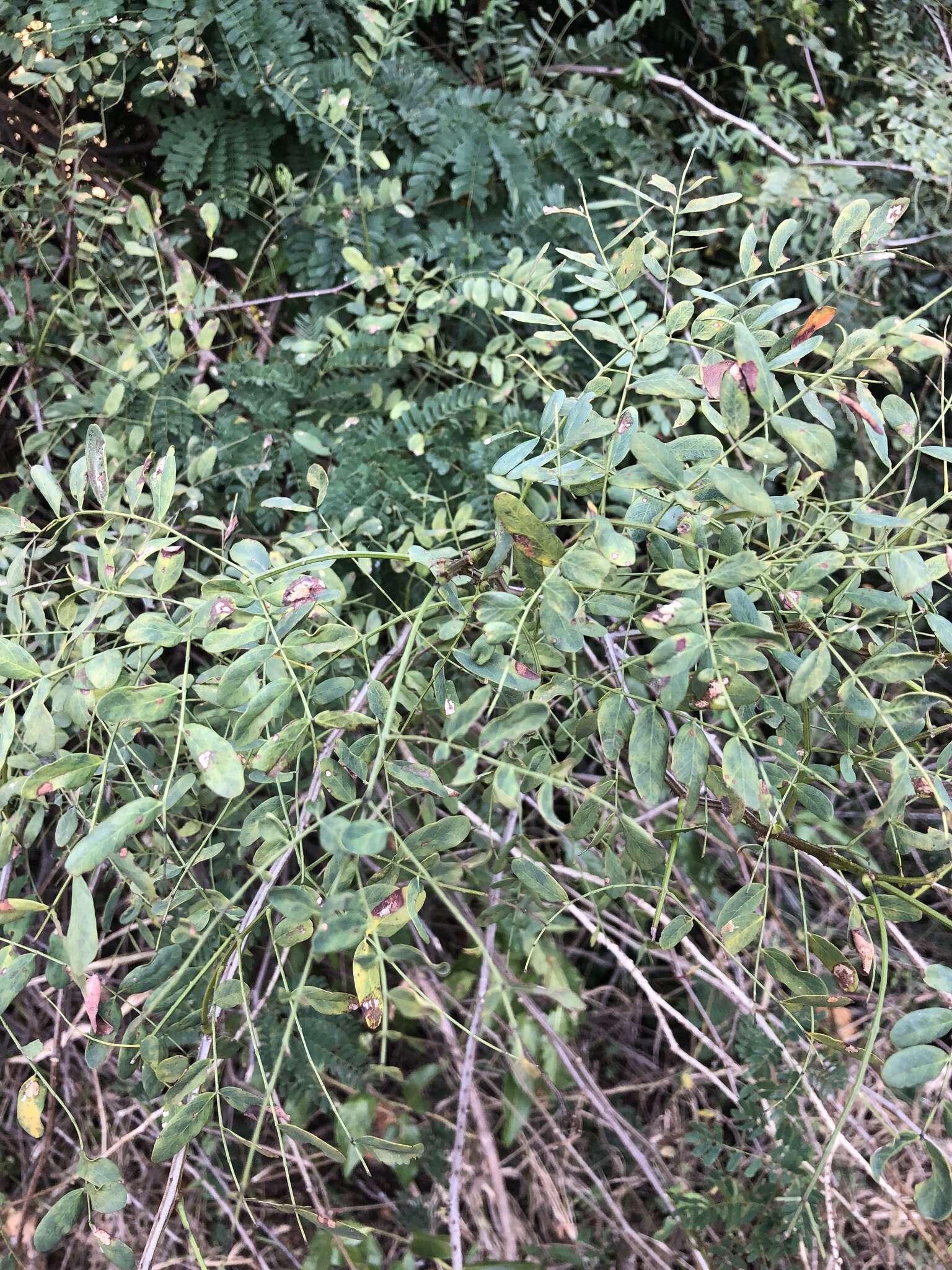 Image of Adenopodia spicata (E. Mey.) C. Presl