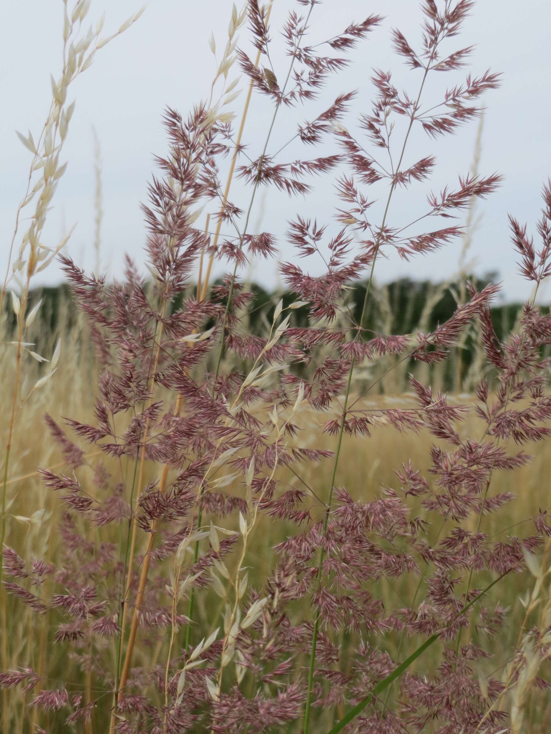 Imagem de Calamagrostis epigejos (L.) Roth