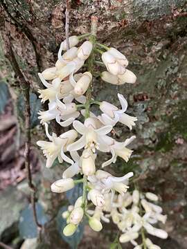 Image of Dysoxylum parasiticum (Osbeck) Kosterm.