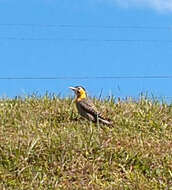 Sivun Colaptes campestris campestroides (Malherbe 1849) kuva