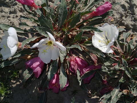 Image de Oenothera cespitosa Nutt.