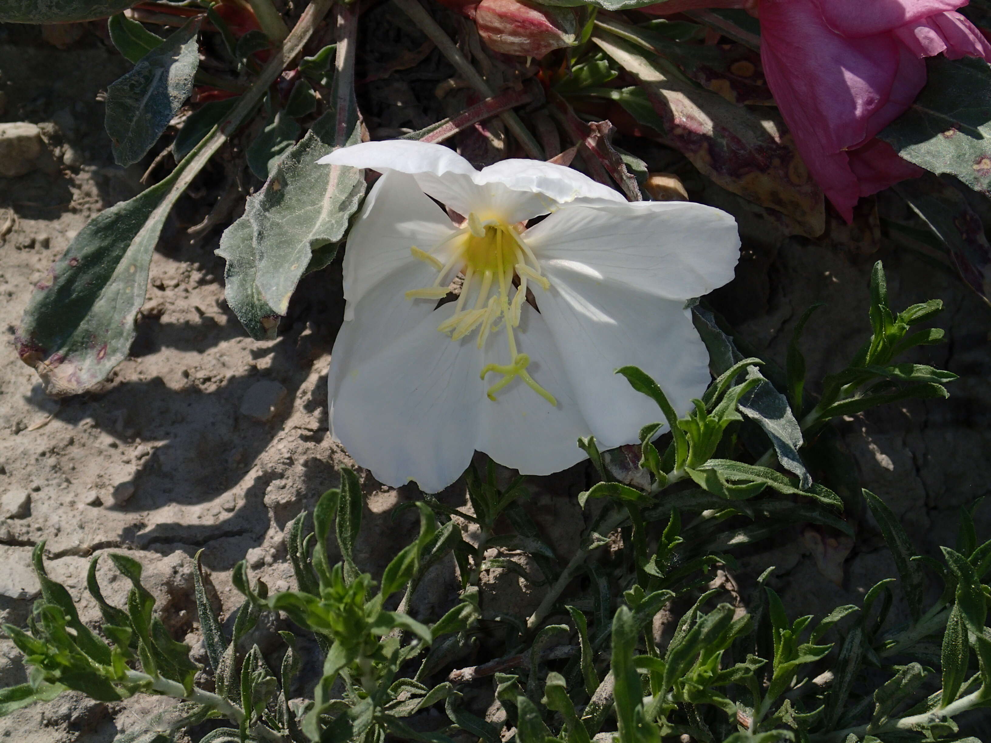 Image de Oenothera cespitosa Nutt.