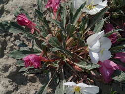 Image de Oenothera cespitosa Nutt.