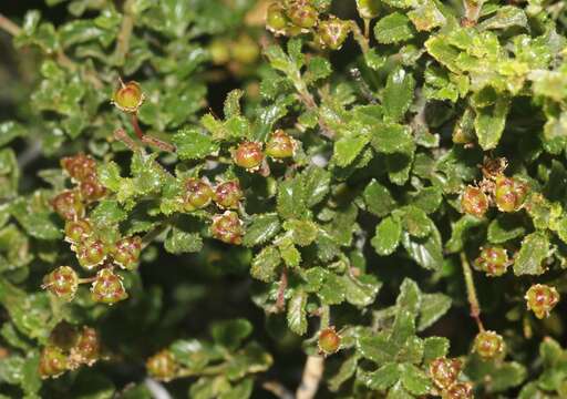 Image of wavyleaf buckbrush