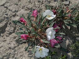 Oenothera cespitosa Nutt. resmi