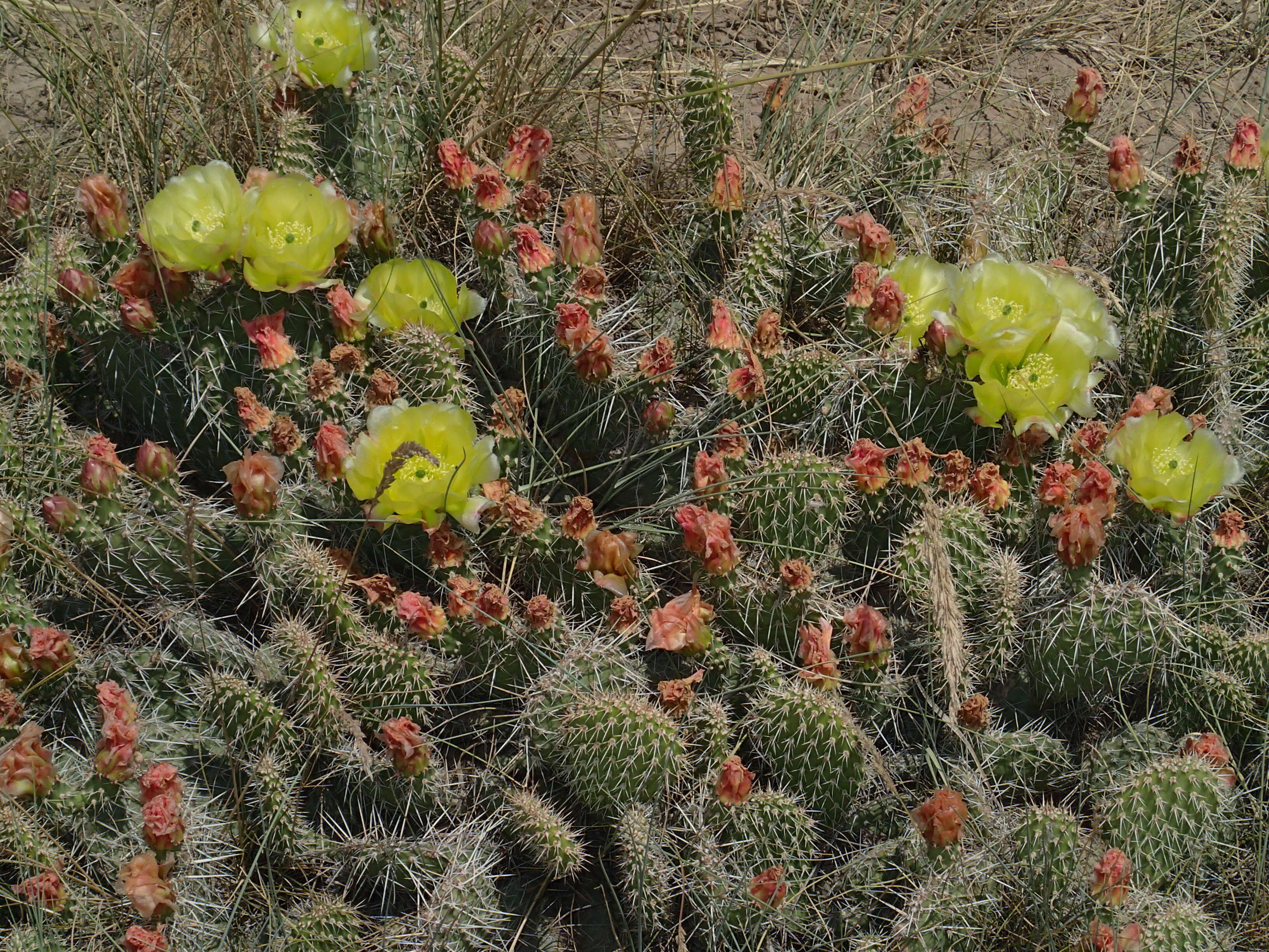 Image of Panhandle Prickly-pear