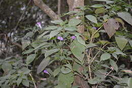 صورة Ruellia matagalpae Lindau