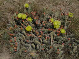 Image of Panhandle Prickly-pear