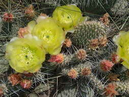 Image of Panhandle Prickly-pear