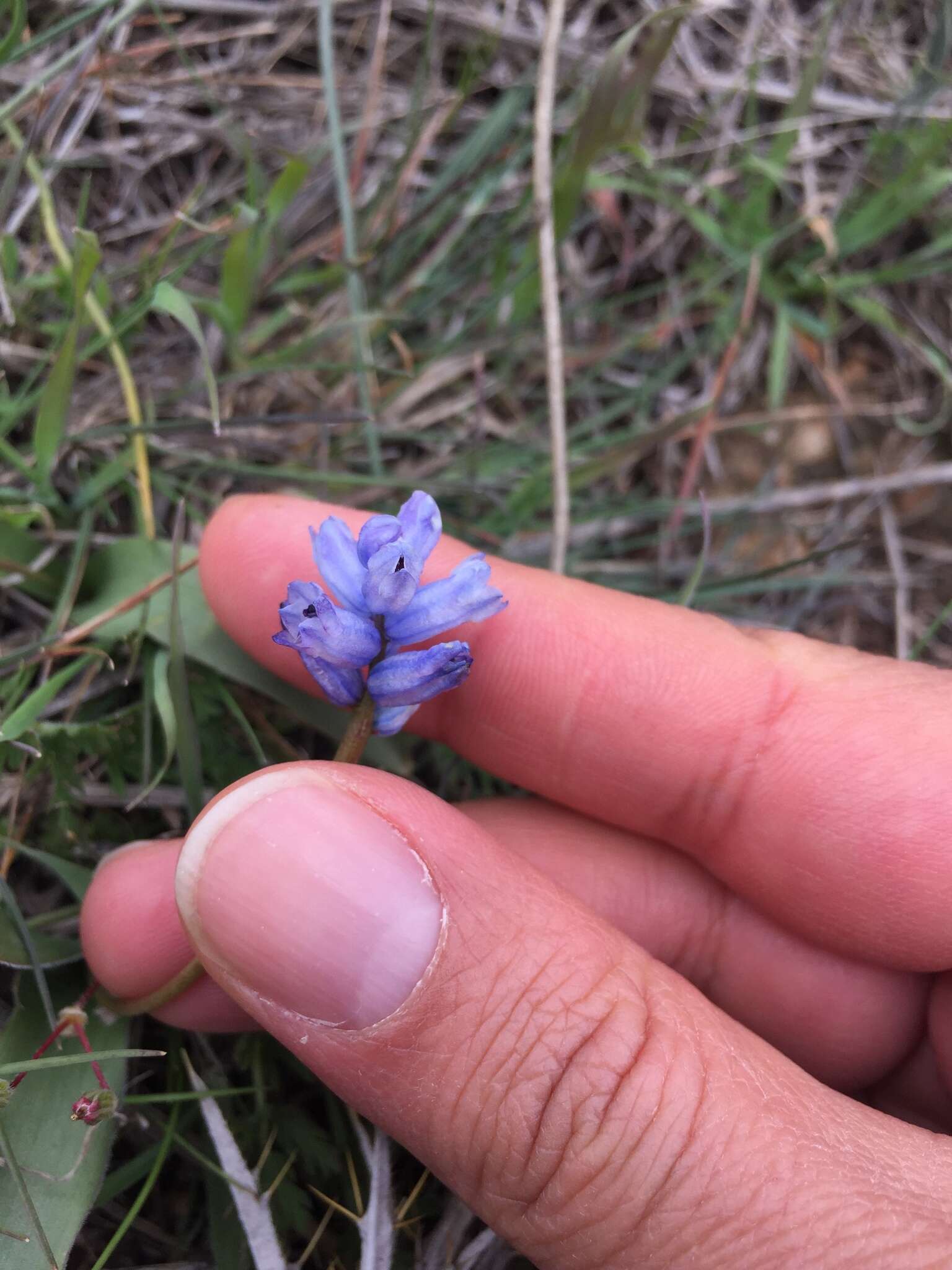 Image of Hyacinthella