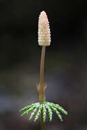 Imagem de Equisetum sylvaticum L.