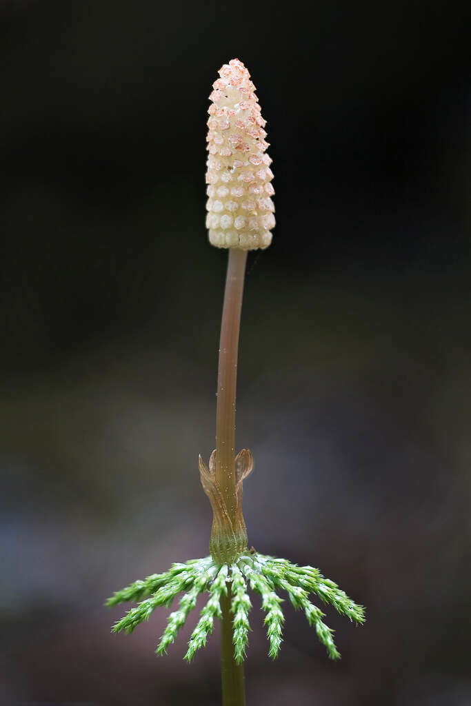 Imagem de Equisetum sylvaticum L.