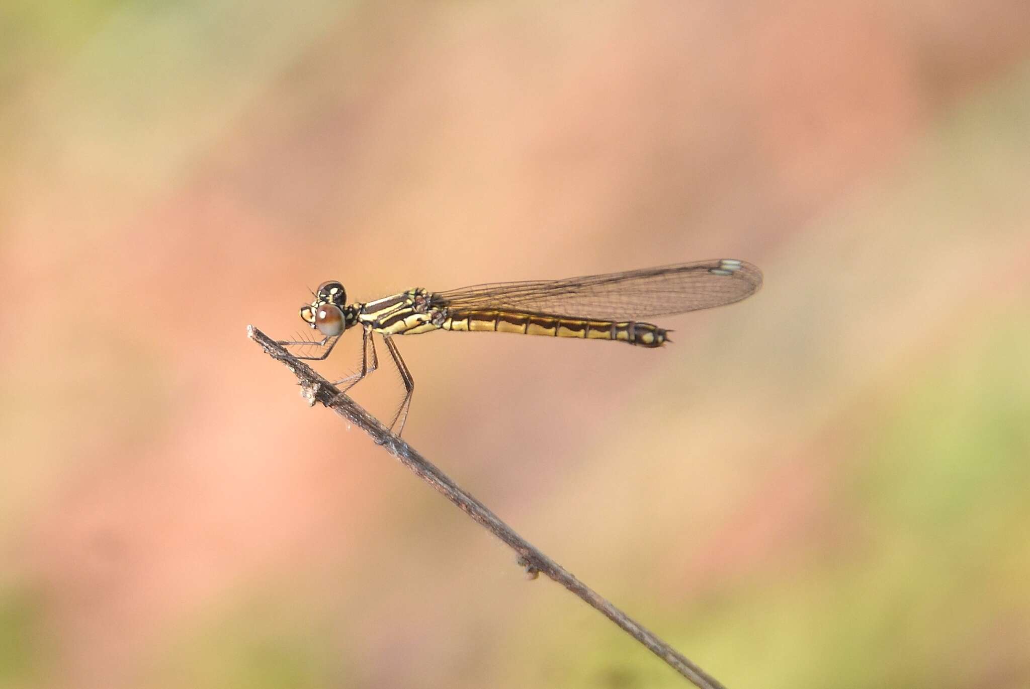 Image of Libellago indica (Fraser 1928)