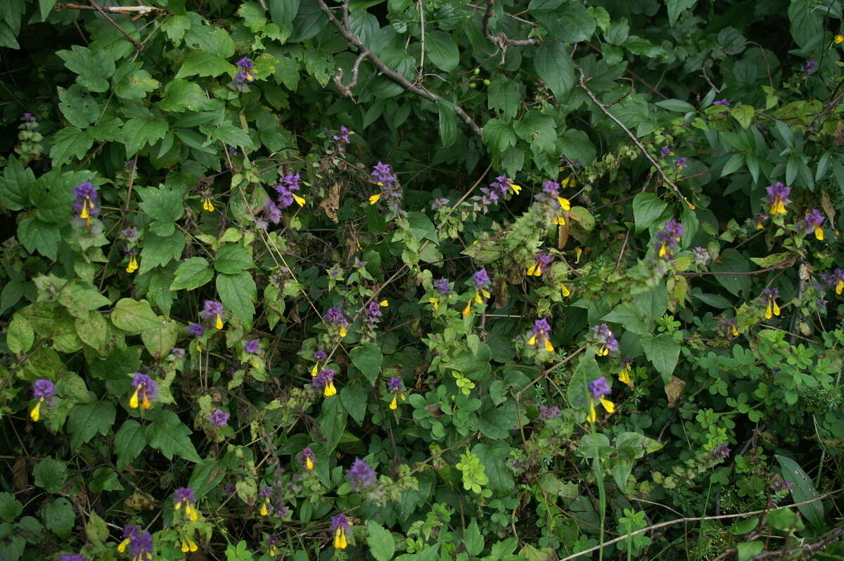 Слика од Melampyrum nemorosum L.