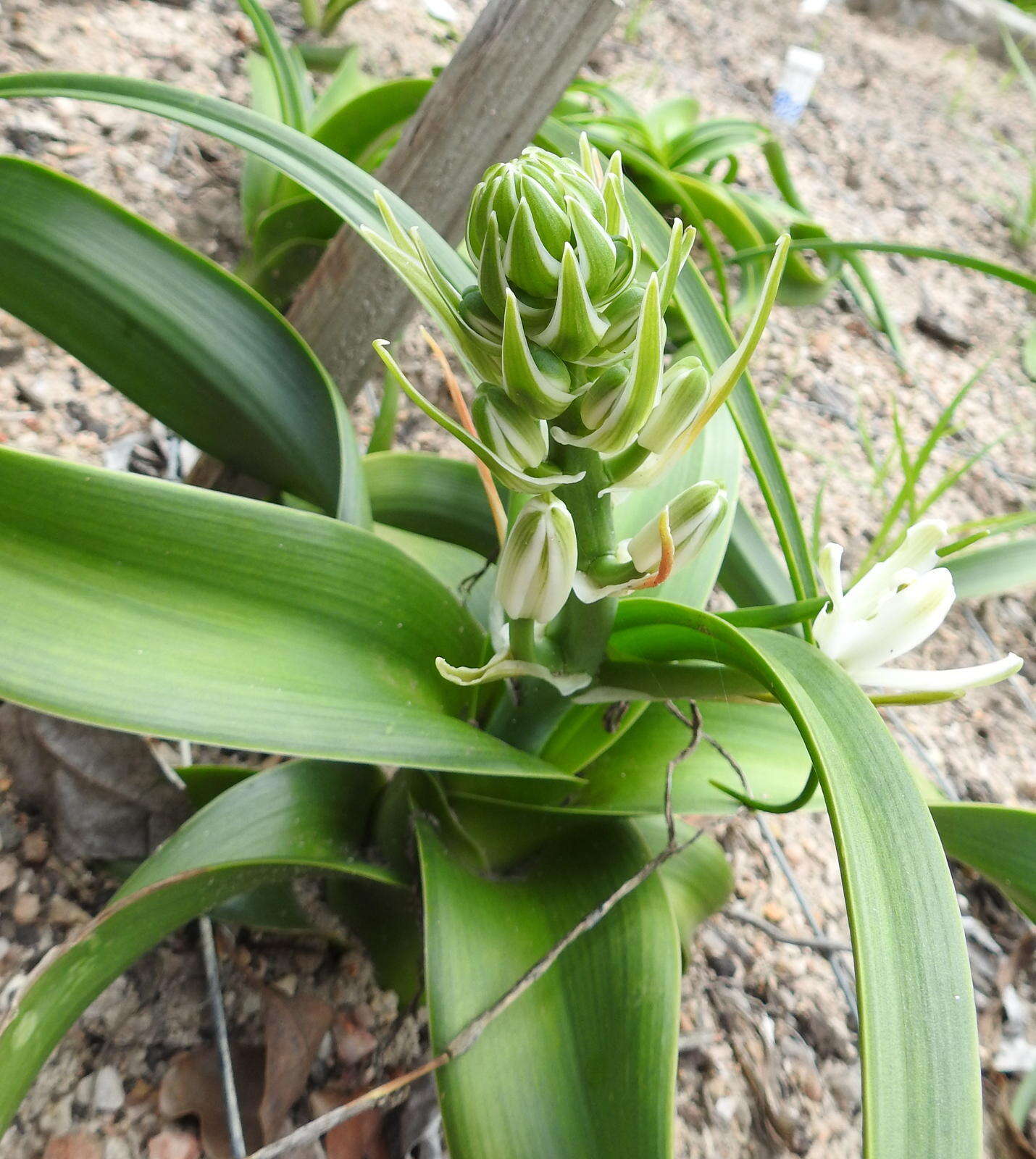 Image of Albuca batteniana Hilliard & B. L. Burtt