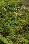 Image of stiff hedgenettle