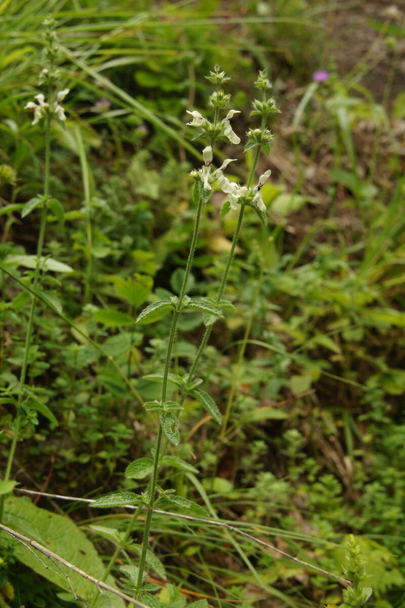 Image of stiff hedgenettle