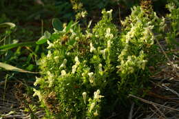 Image of stiff hedgenettle