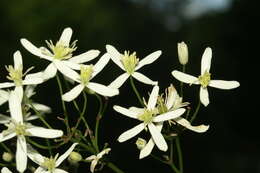 Imagem de Clematis recta L.