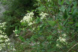 Imagem de Clematis recta L.