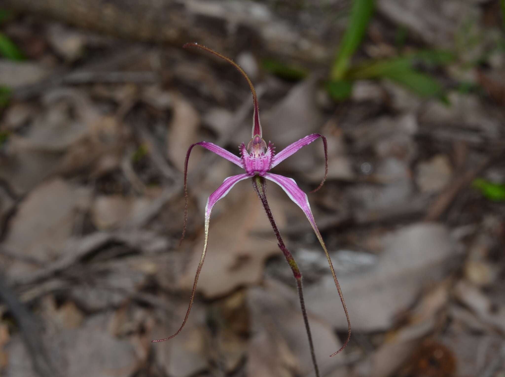 Image of Caladenia harringtoniae Hopper & A. P. Br.