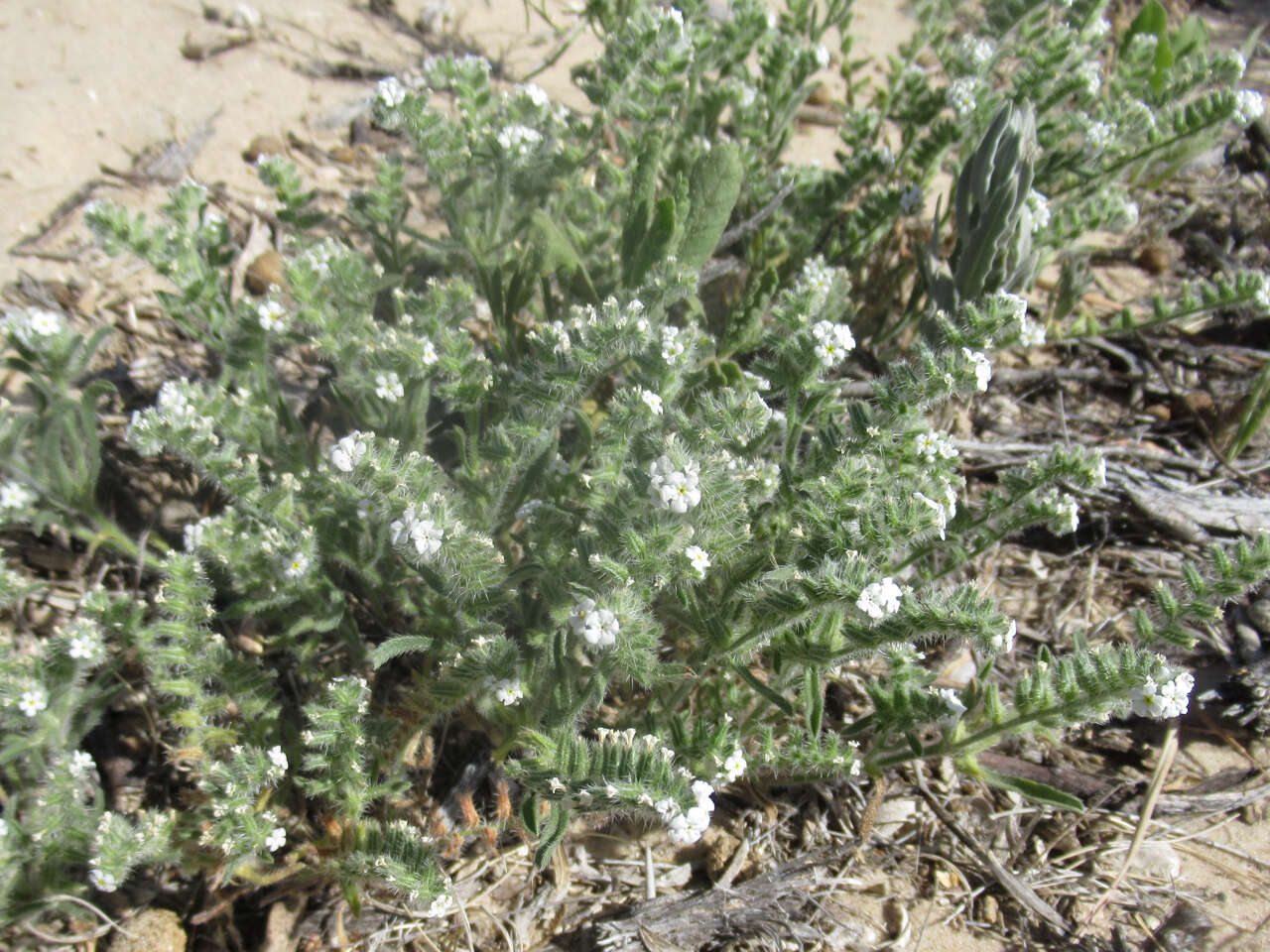 Image of thicksepal cryptantha