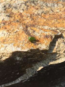 Image of Buffalo treehopper