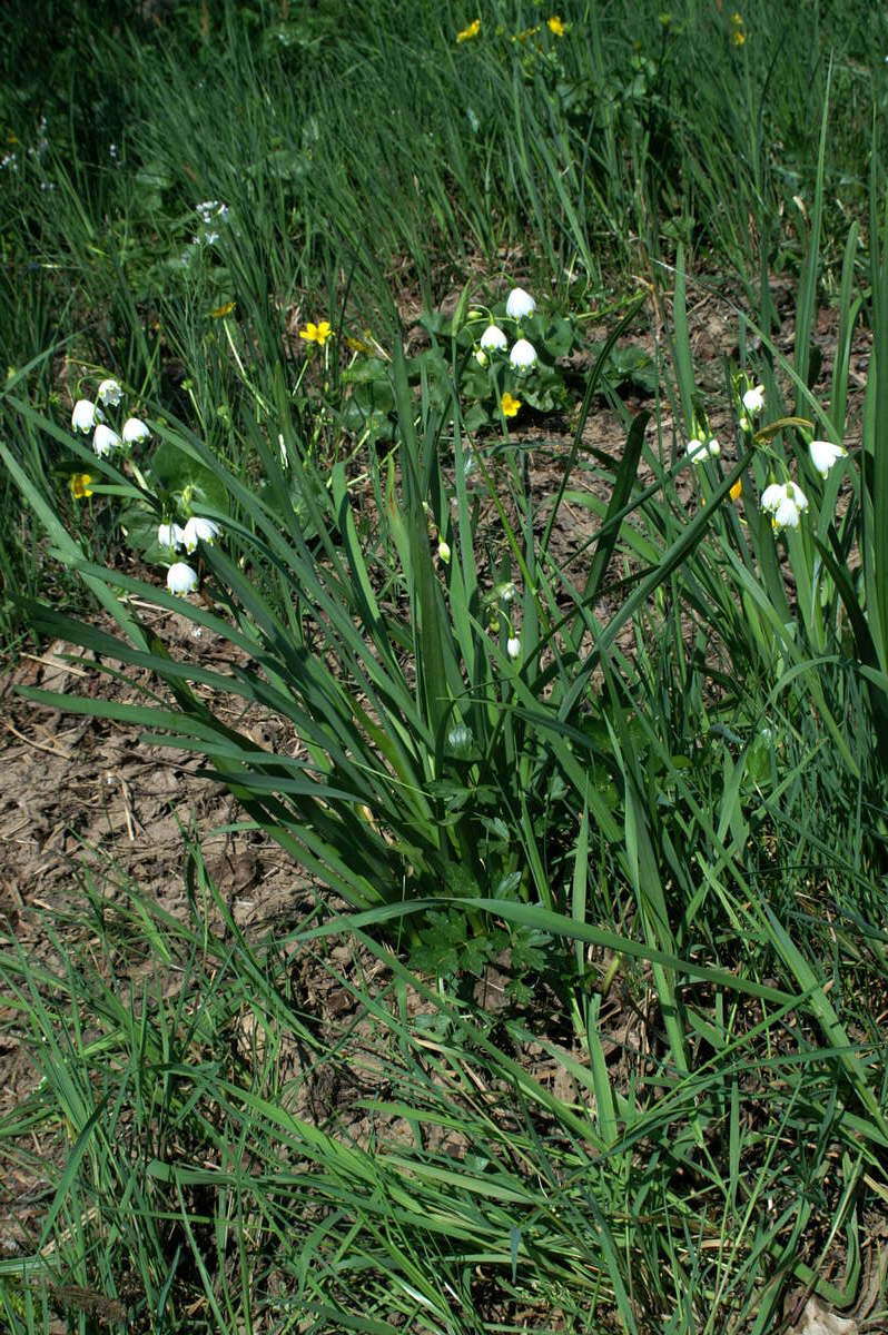 Image of Loddon lily