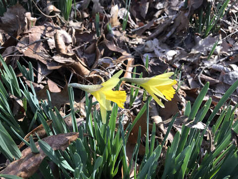 Image of Narcissus pseudonarcissus subsp. pseudonarcissus