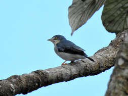 Nemosia pileata pileata (Boddaert 1783)的圖片