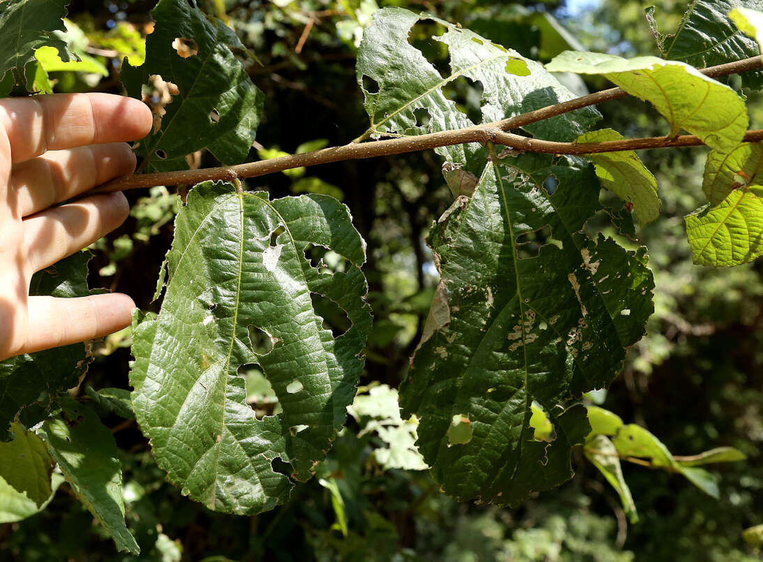 Image de Grewia hexamita Burret