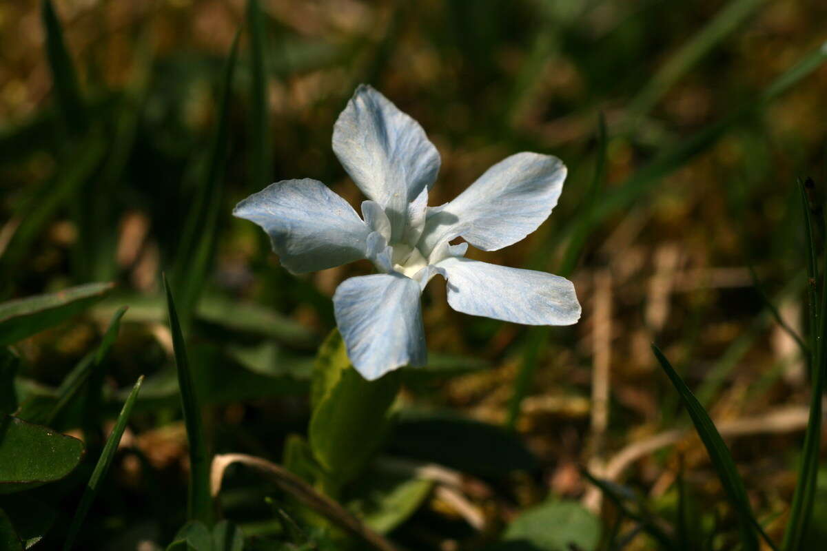 Plancia ëd Gentiana verna L.