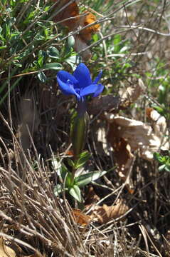 Image of spring gentian