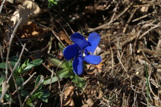 Image of spring gentian