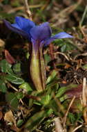 Plancia ëd Gentiana verna L.