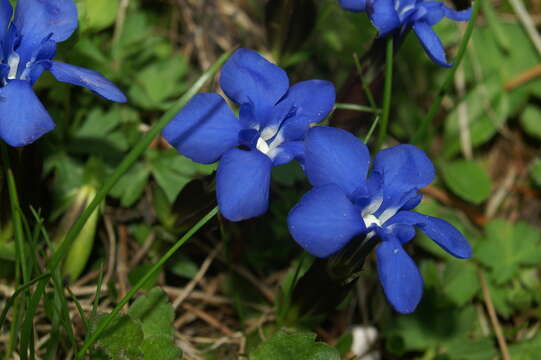 Image of spring gentian