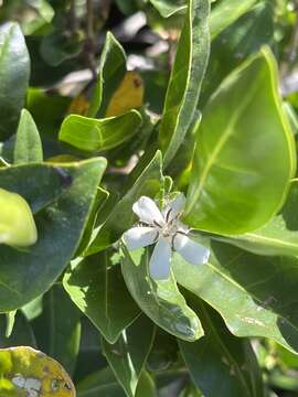 Image of Tricalysia capensis var. capensis