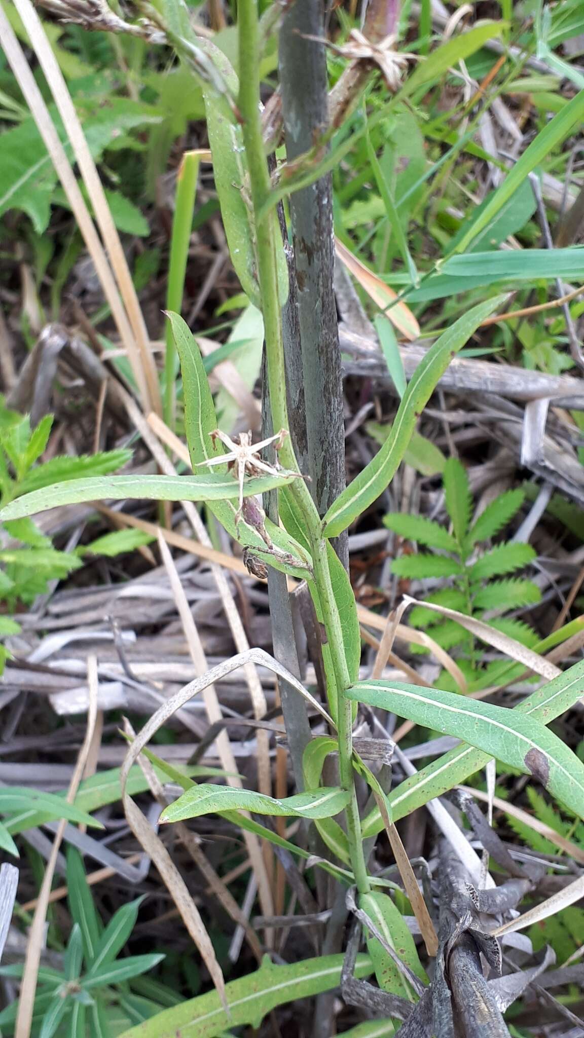 صورة Lactuca pulchella (Pursh) DC.