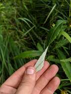 Image of sawtooth wormwood