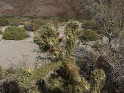 Image of Gander's buckhorn cholla