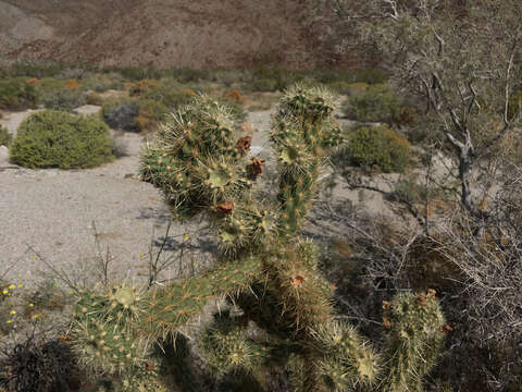 Image of Gander's buckhorn cholla