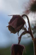 Image of Water Avens