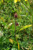 Image of Water Avens