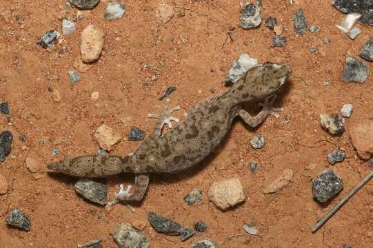 Image of Tesselated Gecko