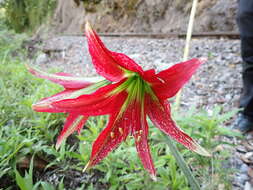 صورة Hippeastrum machupijchense (Vargas) D. R. Hunt