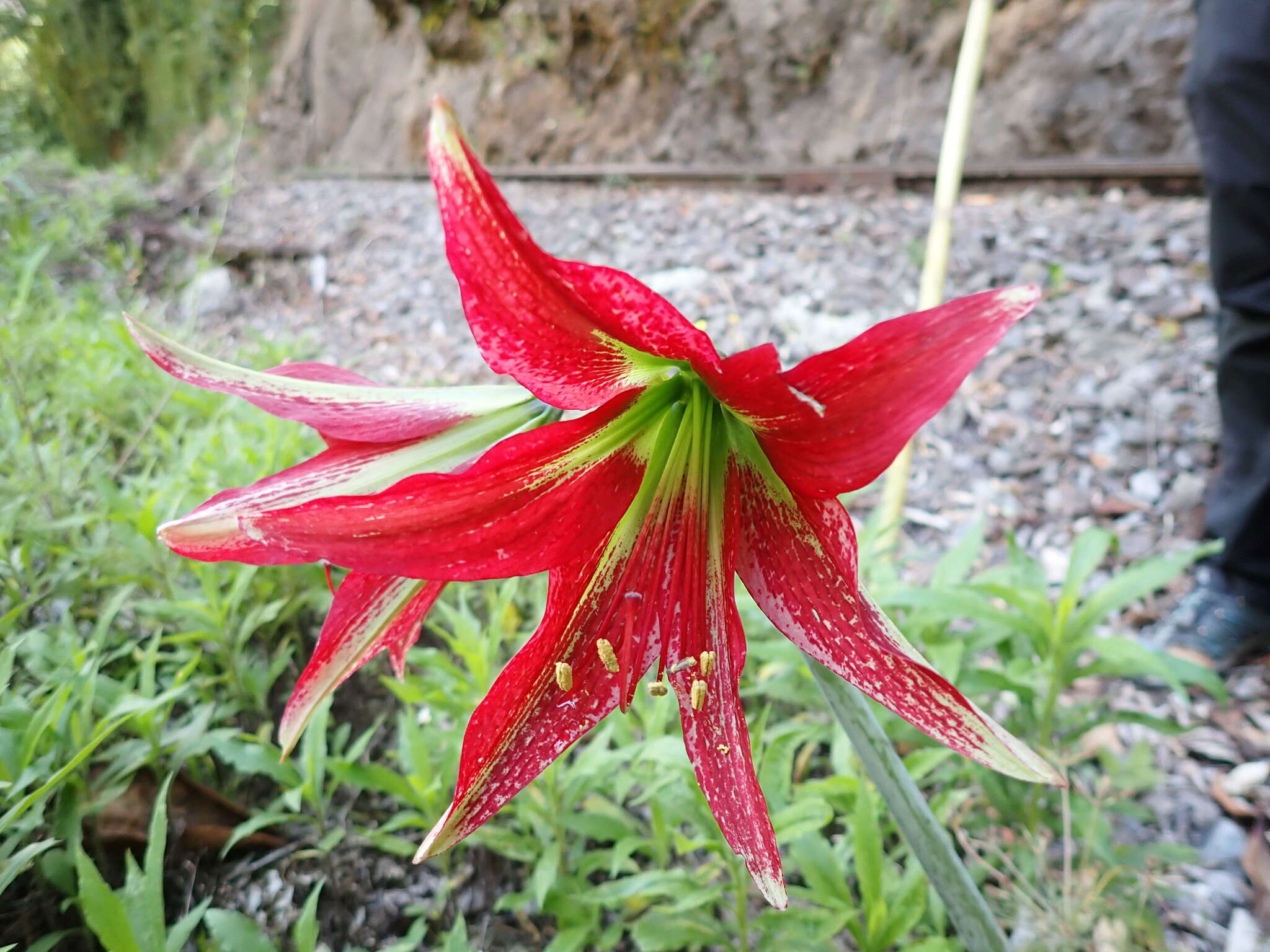 Слика од Hippeastrum machupijchense (Vargas) D. R. Hunt